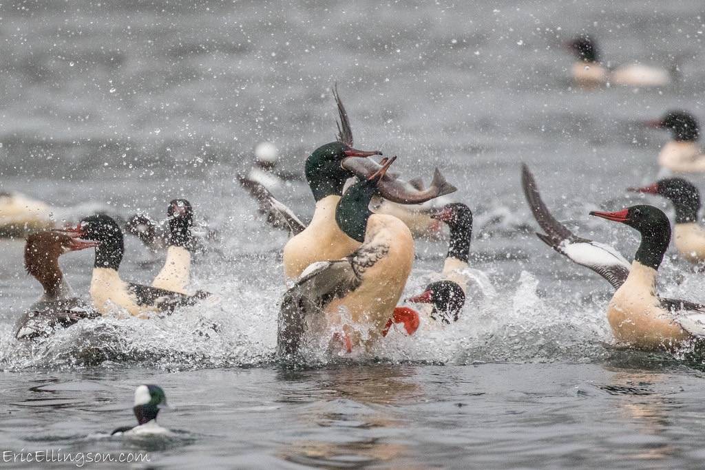 Common Merganser by esellingson is licensed under CC BY-NC-ND 2.0